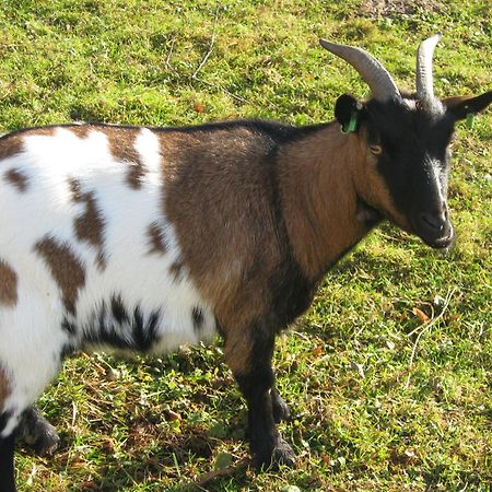 Le Paradis Des Animaux Coublevie Eksteriør bilde