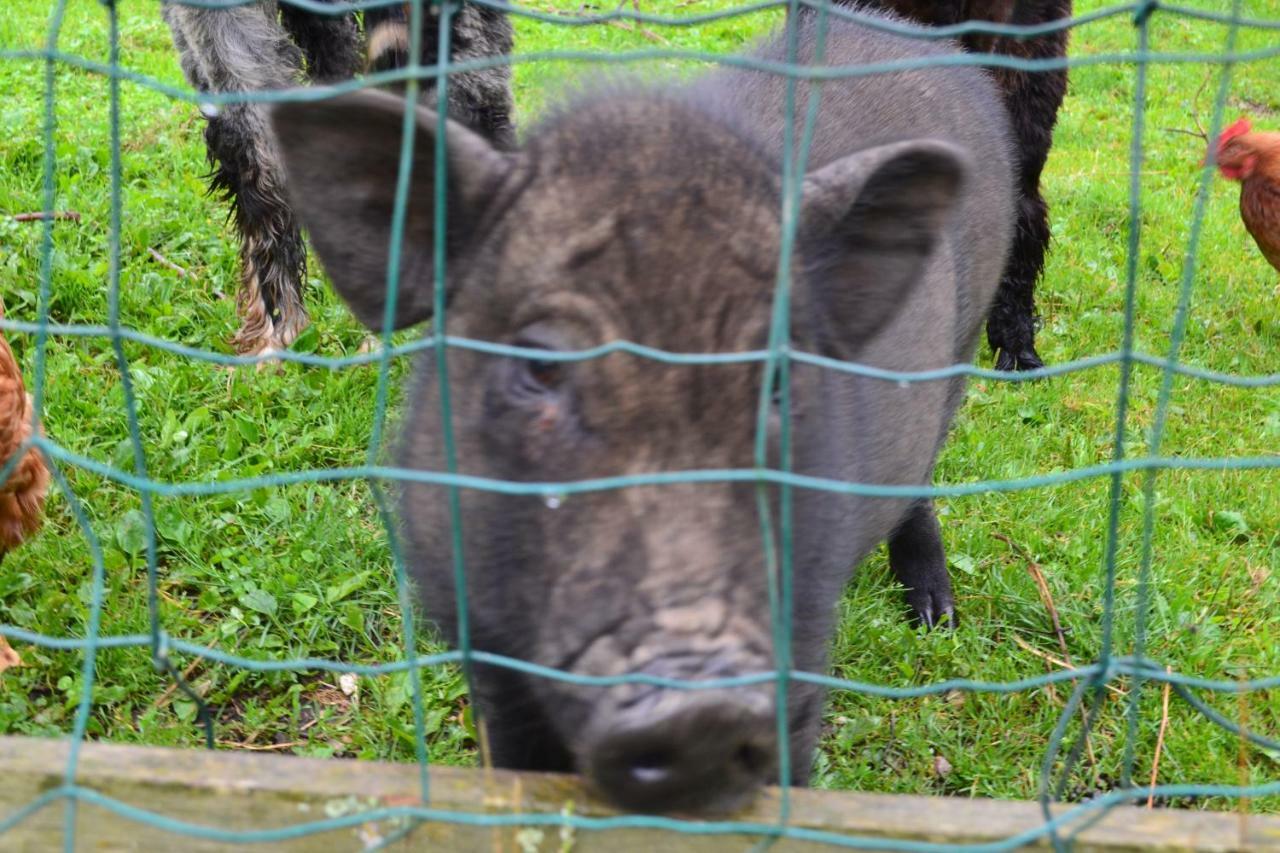 Le Paradis Des Animaux Coublevie Eksteriør bilde