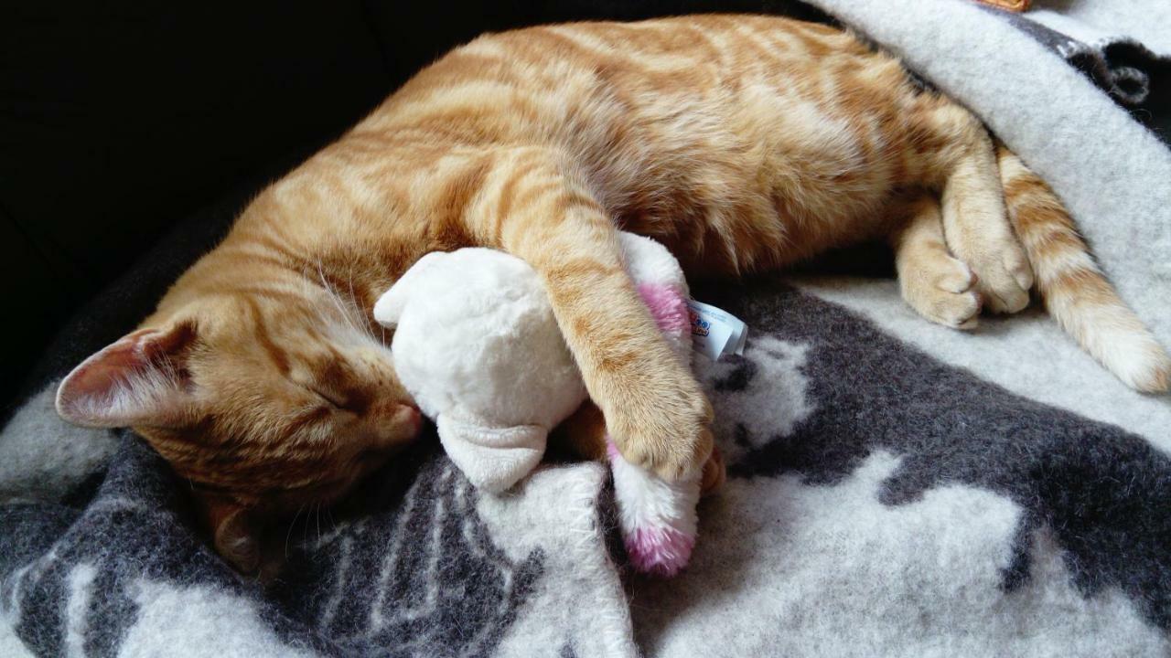 Le Paradis Des Animaux Coublevie Eksteriør bilde
